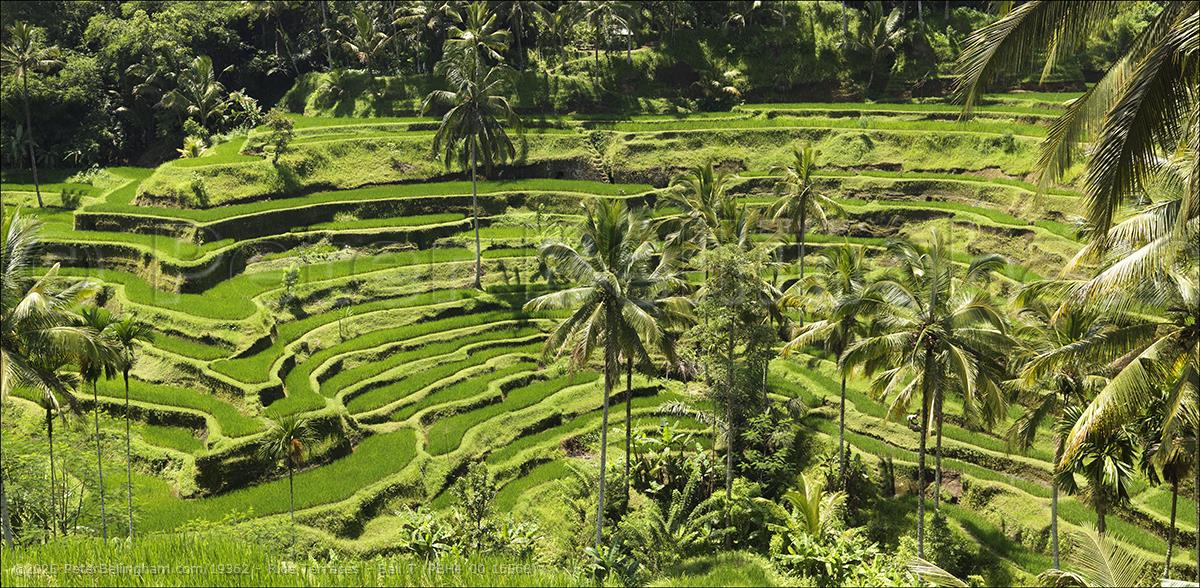 Peter Bellingham Photography Rice Terraces - Bali T (PBH4 00 16568)